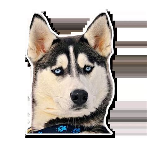 huskydg|HuskyDG – Telegram.